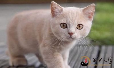 梦到母猫生了一窝小猫咪