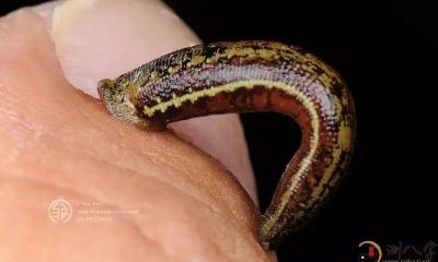 梦见水蛭咬我脚