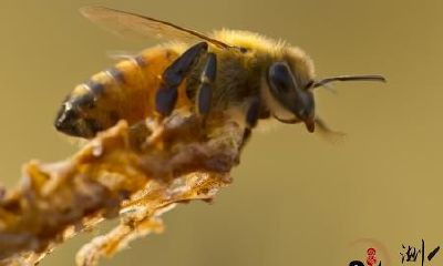 梦见把纯蜂蜜到包里