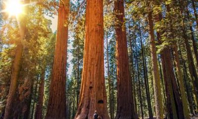 2021年芒种出生的人好吗?五行是什么命