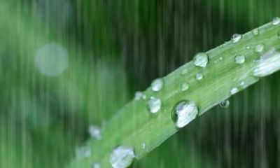 二十四节气谷雨谚语,谷雨的谚语有哪些?