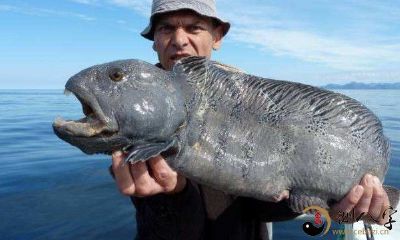 梦到煮开的大魚