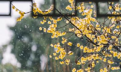 24节气谷雨·谷雨会出现的现象有什么?