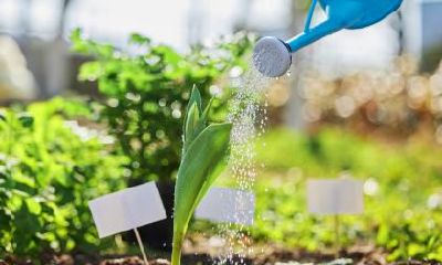 2020年3月12日植树节可以上坟扫墓吗?上坟禁忌有哪些?