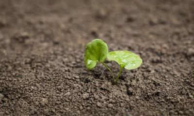 2020年植树节后一天是黄道吉日吗?日子时辰吉凶如何?