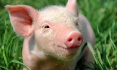 我属猪老公属牛2022虎年生属虎的宝宝可以不可以?