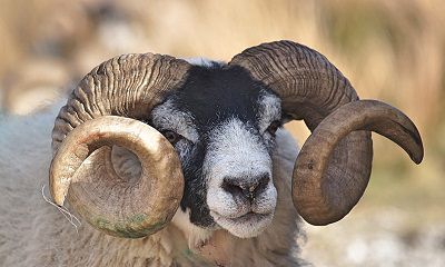 我属牛老公属羊想要2022年生虎宝宝合适吗?