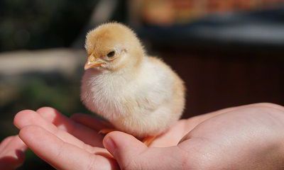 老公属牛我属鸡2022年怀孕生宝宝好不好?