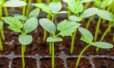 属猪金牛座2022年运势