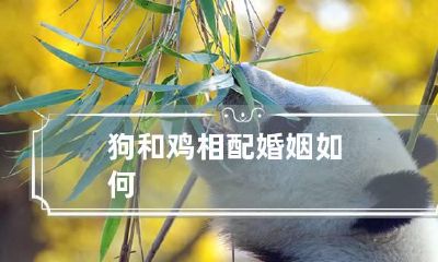 狗和鸡相配婚姻如何