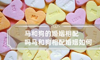 马和狗的婚姻相配吗 马和狗相配婚姻如何财运如何