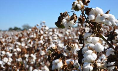 梦到用布袋装棉絮