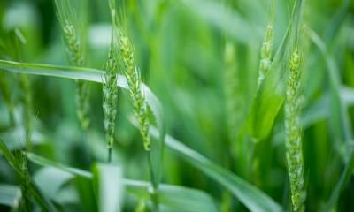 冬至是最后一个节气吗?冬至后是什么节气?