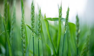 2020年小满在什么时候,是什么日子?小满会下雨吗?