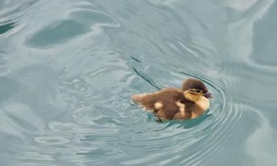 2019年除夕出生的属相是什么?五行属什么?