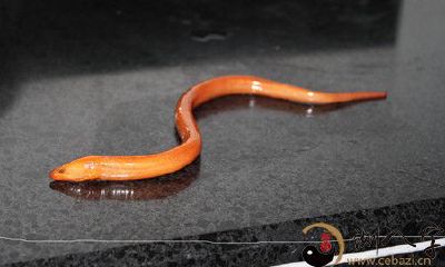 梦见被泥鳅咬到了