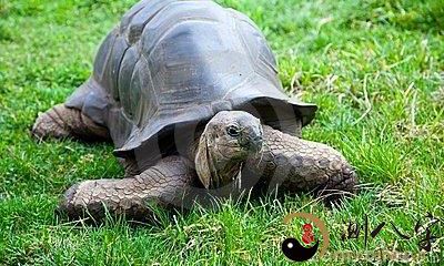 梦到超大小乌龟