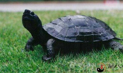 梦见别人捉小乌龟