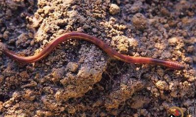 梦见蚯蚓在地往上爬