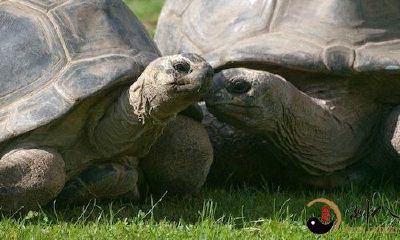 梦见乌龟打架斗殴