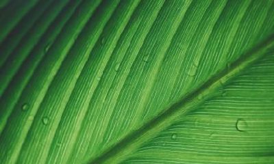 白露是什么日子?白露过了就凉快了吗?