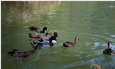 梦到一群家鸭行走