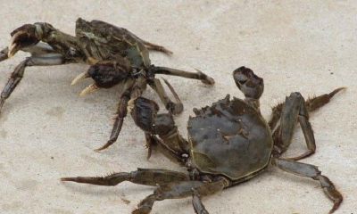 梦见在河中河蚌