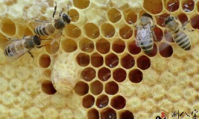 梦到自己烧蜜蜂窝