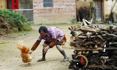 梦见我抓了一只鸡