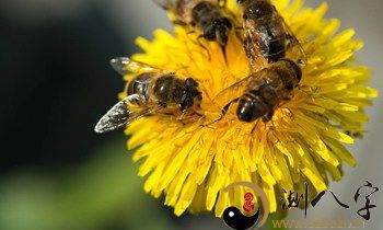 梦见蜜蜂成群结队