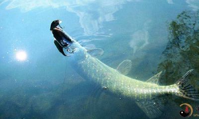 梦到一条大魚在游来游去