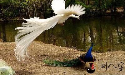 梦到二只花孔雀