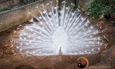 梦到捉到一只白孔雀