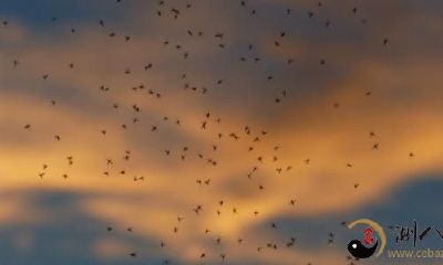 梦到成群结队蚊虫