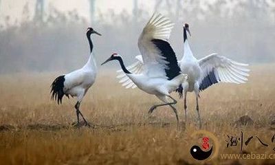 梦见仙鹤成群结队