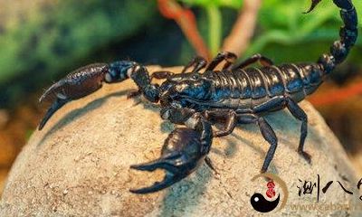 梦见蝎子蛰我手