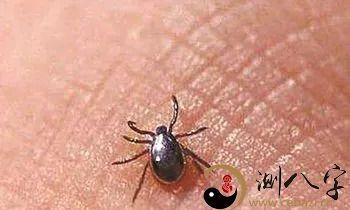 梦见好多虫咬我