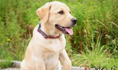 梦到拉布拉多狗