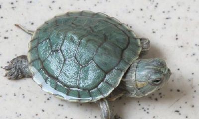 梦到捡到死小乌龟