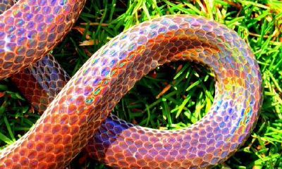 梦到又长又大的蟒皮