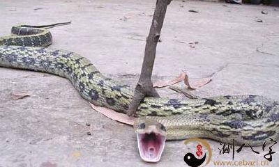 梦到杀掉一条大蟒吃完