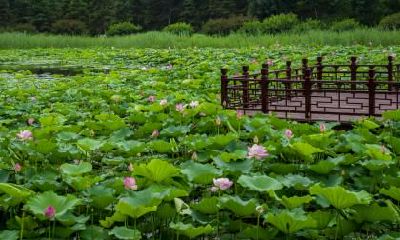 2020年大暑这天是吉日吗?大暑各时辰吉凶查询