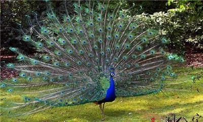 梦到自己捉了孔雀