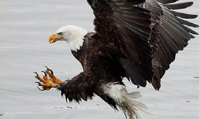 梦到一群鸟鹰在追逐一群鸟