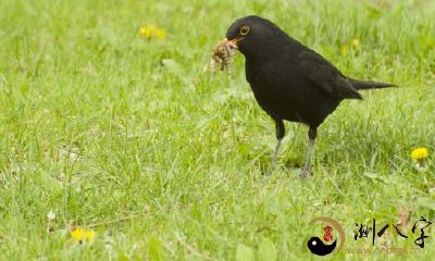 梦见被黑鸟咬住不放