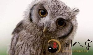 梦见猫头鹰扑向自己