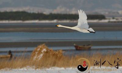梦见天鹅在飞上天