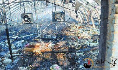 梦到自己地养殖棚起火