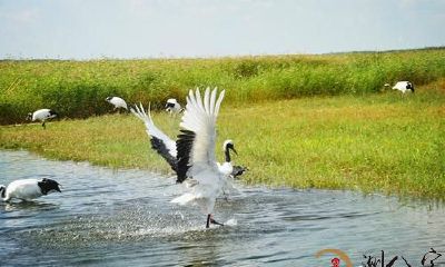 梦见鹤在飞上天