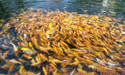 2021年六月十七出生的男孩运气好不?运势咋样